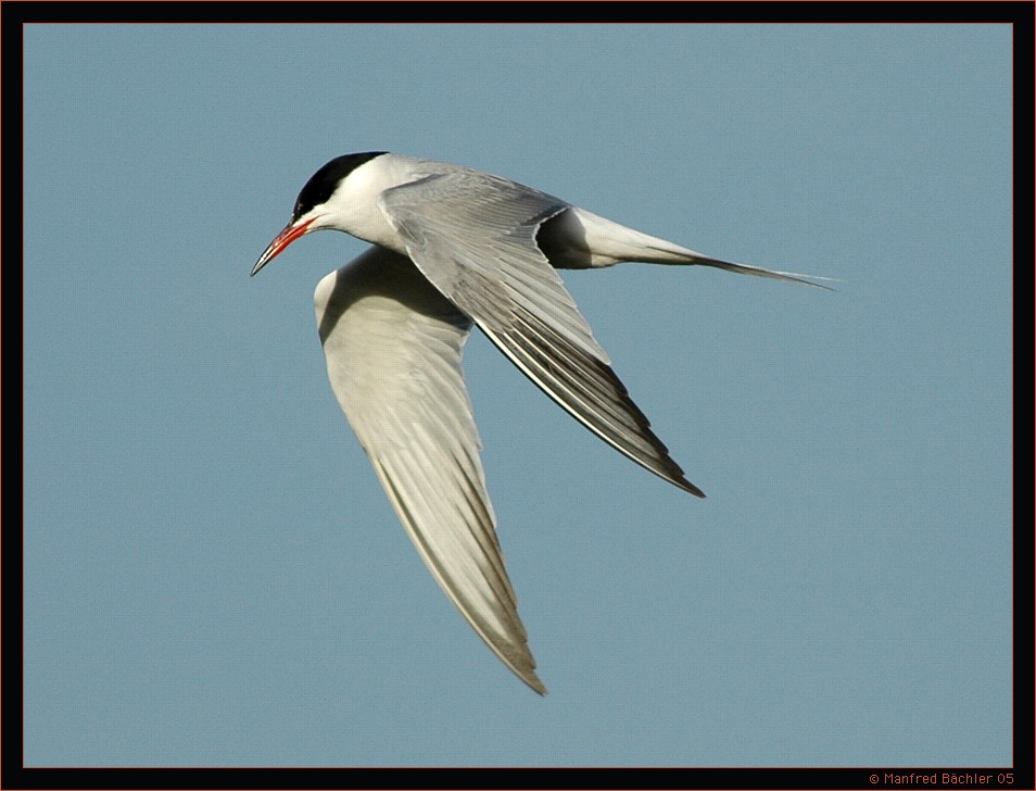 Fluss - Seeschwalbe, Bialowieza-Urwald, Polen
Schlüsselwörter: Fluss - Seeschwalbe, Bialowieza-Urwald, Polen