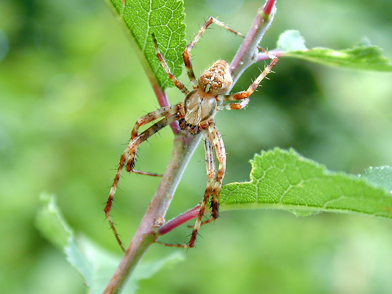 Gartenkreuzspinne (Araneus diadematus)
Aufnahme:
Contax RTS III, Zeiss MacroPlanar 1:1 2,8/100, Velvia 50
Schlüsselwörter: Gartenkreuzspinne, Araneus diadematus