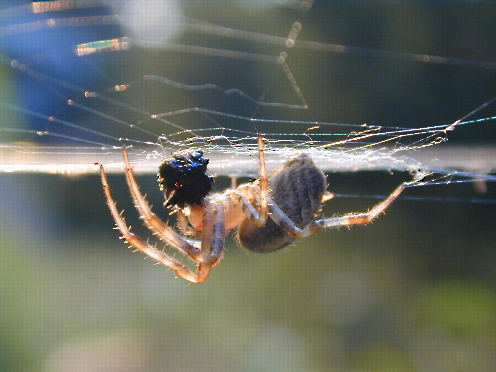 Gartenkreuzspinne (Araneus diadematus)
Aufnahme:
Contax RTS III, Zeiss MacroPlanar 1:1 2,8/100, Velvia 50
Schlüsselwörter: Gartenkreuzspinne, Araneus diadematus