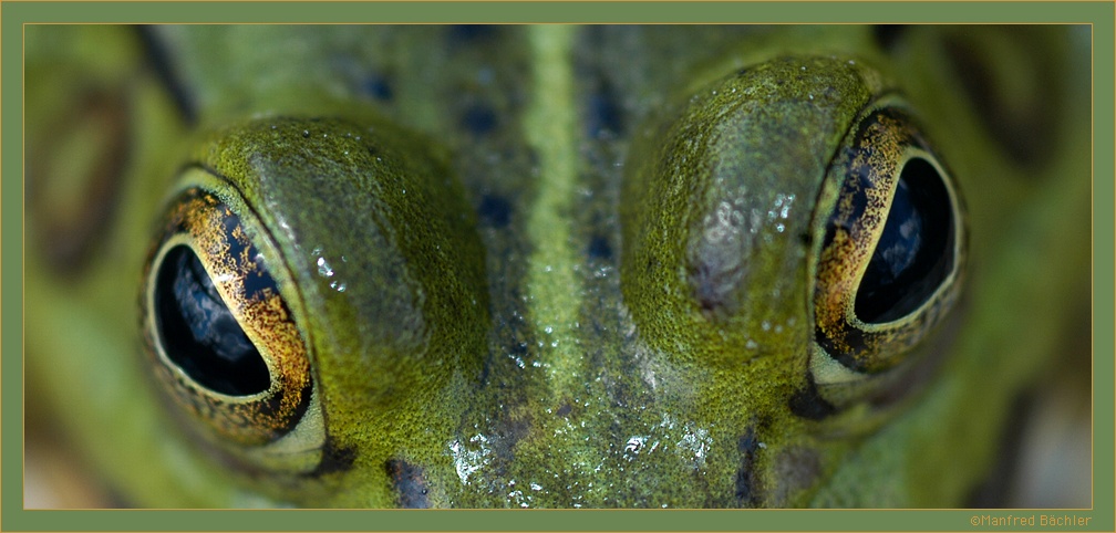Schau mir in die Augen Kleines....
Wasserfrosch (Rana esculenta)
