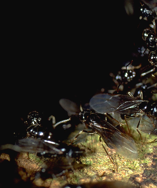 Waldameise
Makroaufnahmen von Ameisen sind relativ schwierig zu machen. 
Hier ein Bild bei Sonnenaufgang im Frühling bei verlassen des Baues.
Im Frühjahr schlüpfen die Geschlechtstiere und sammeln sich auf dem Haufen zum Hochzeitsflug.

Aufnahme:
Contax RTS III, Zeiss MacroPlanar 2,8100, Velvia 50
Schlüsselwörter: Ameisen