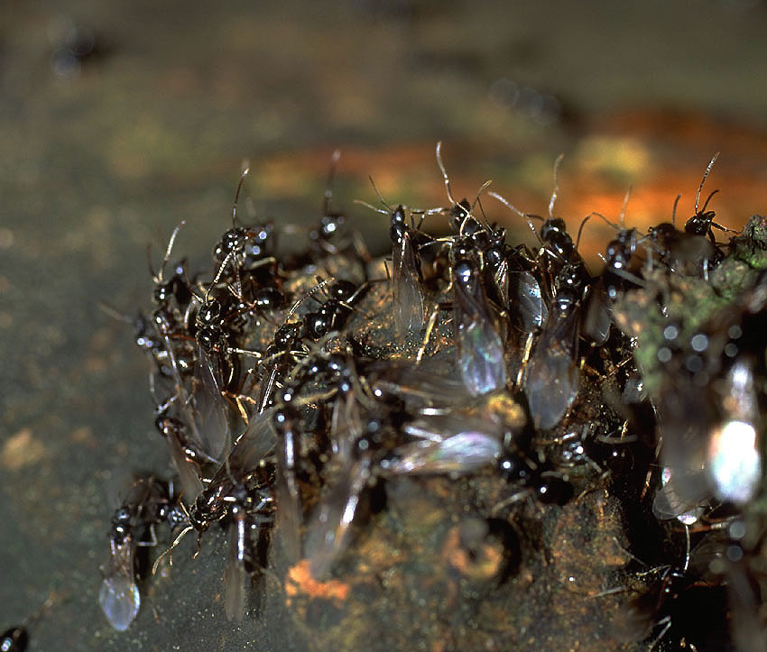 Waldameise
Makroaufnahmen von Ameisen sind relativ schwierig zu machen. 
Hier ein Bild bei Sonnenaufgang im Frühling bei verlassen des Baues.
Im Frühjahr schlüpfen die Geschlechtstiere und sammeln sich auf dem Haufen zum Hochzeitsflug.
Aufnahme:
Contax RTS III, Zeiss MacroPlanar 2,8100, Velvia 50
Schlüsselwörter: Ameisen