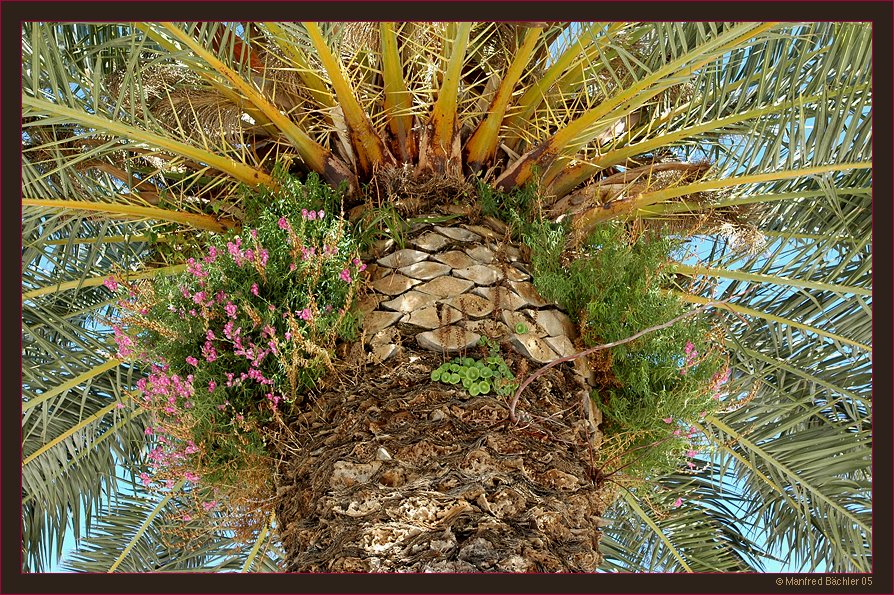 Palme mit reichliche "Epiphyten"
Alte Palmen in Drogir / Kroatien.
