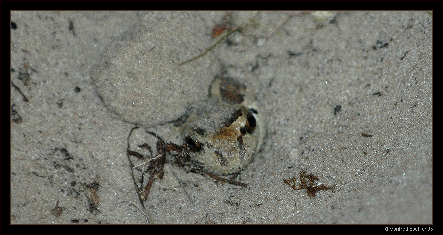 kleiner Quiz...wer bin ich ?
Hinweis: das kleine Kerlchen ist selten geworden in Westeuropa. Bei Gefahr haut er ab in den sandigen Boden.
Schlüsselwörter: Biebrza - Nationalpark, Polen