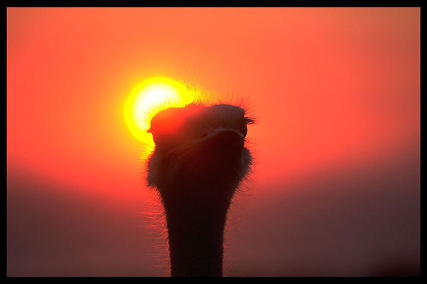 Straus in der Abendsonne, Südafrika
Schlüsselwörter: Straus, Südafrika