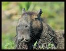 capybara.jpg