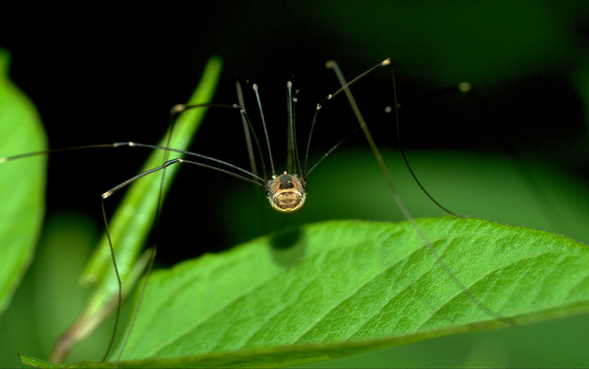 Weberknecht
Aufnahme:
Contax RTS III, Zeiss MacroPlanar 1:1 2,8/100, Velvia 50
Schlüsselwörter: Weberknecht