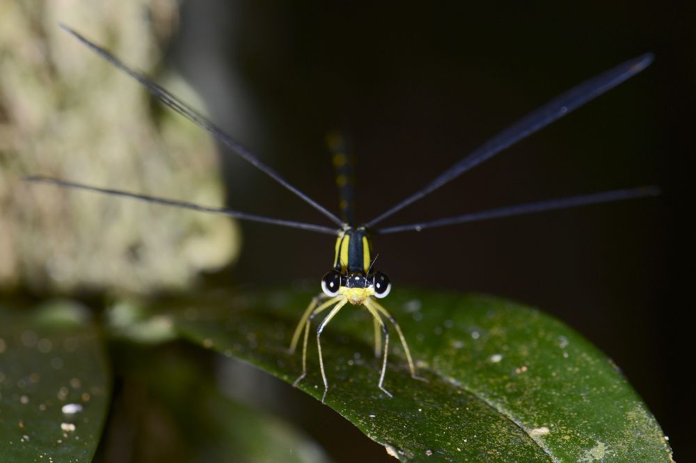 Protolestes kerckhoffae
Eine madagassische Libelle des östlichen Regenwaldes
Schlüsselwörter: Protolestes kerckhoffae Regenwald Urwald Libelle