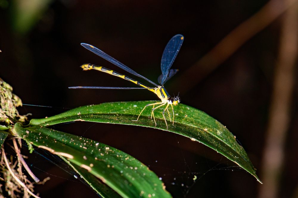 Protolestes keerckhoffae
Eine madagassische Libelle des östlichen Regenwaldes
Schlüsselwörter: Protolestes kerrckhoffae Regenwald Libelle