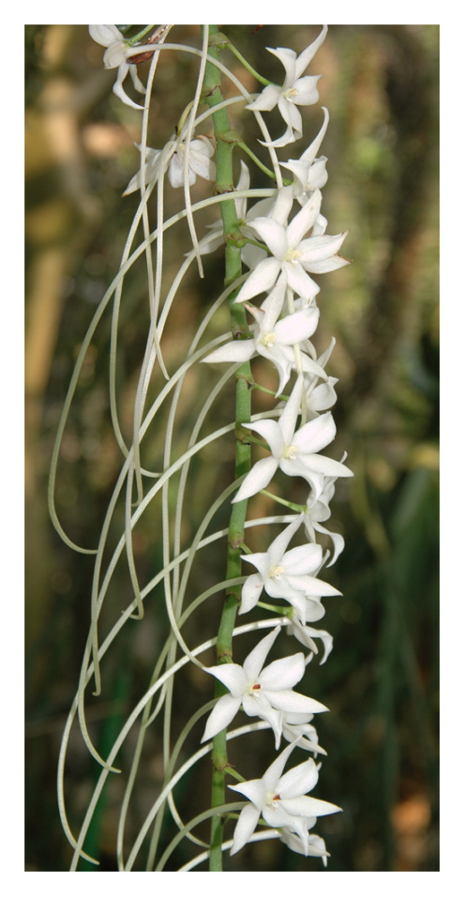 Aerangis articulata Blütenstand
Schlüsselwörter: Aerangis articulata, Blütenstand, Madagaskar