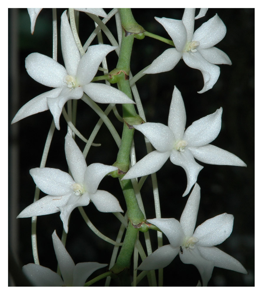 Aerangis articulata
Schlüsselwörter: Aerangis articulata, Madagaskar