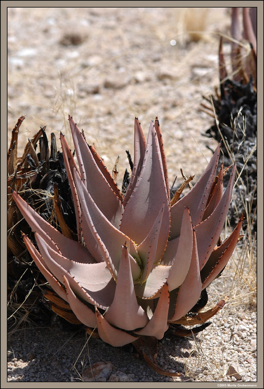 Aloe asperifolia
Aloen sind blattsukkulente Pflanzen. Baumförmige und kriechend-sprossende Formen kommen in Afrika und Madagaskar vor.

