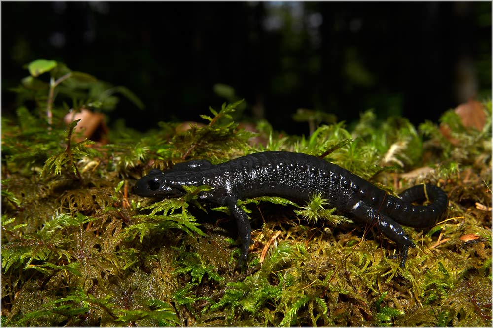 Alpensalamander
