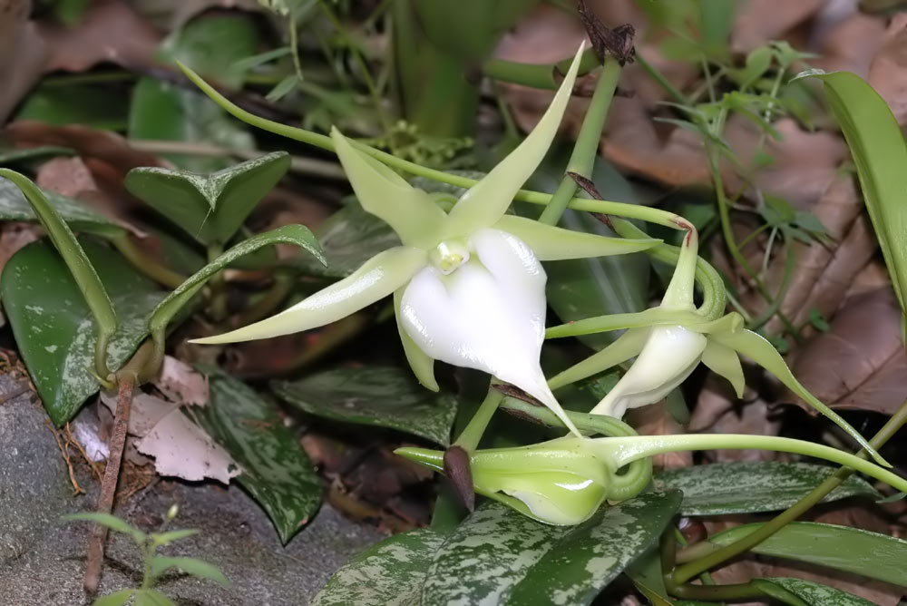 Angraecum species
Epiphytische, weissblütige, nachtfalterbestäubte Angaecum - Orchidee.
Schlüsselwörter: Angraecum, Madagaskar, Orchidee, weissblütig,