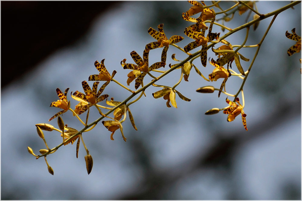 Leopardorchidee,  Ansiella africana, Katavi, Tanzania
Ein Ast mit den herrlichen Blüten
Schlüsselwörter: Leopardorchidee,  Ansiella africana, Katavi, Tanzania