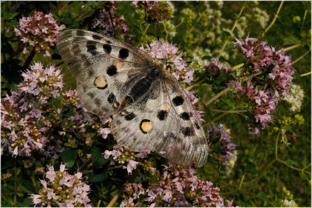 Alpenapollo (Parnassius apollo) Olivone, 1100mM, Tessin, Schweiz
Schlüsselwörter: Alpenapollo, Parnassius apollo, Olivone, 1100mM, Tessin, Schweiz