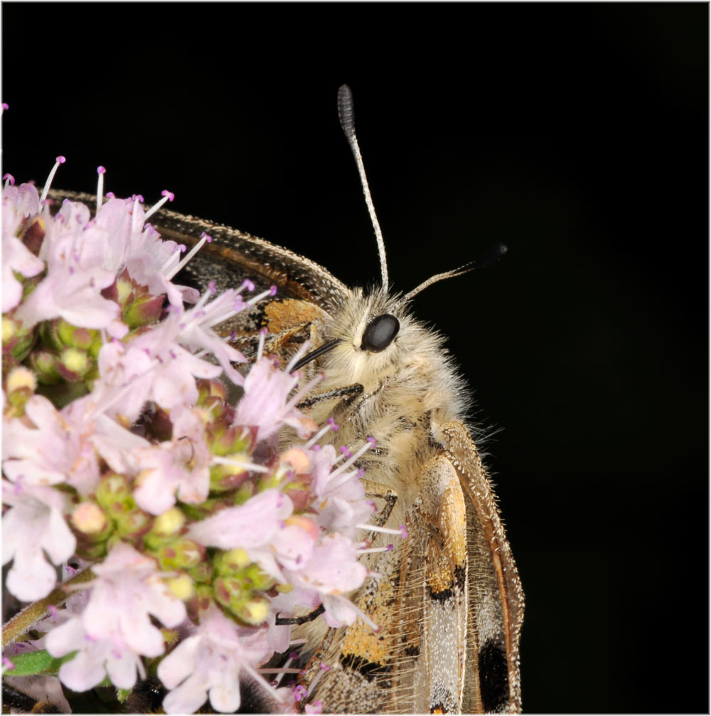 Alpenapollo (Parnassius apollo) Olivone, 1100mM
Schlüsselwörter: Alpenapollo (Parnassius apollo) Olivone, Schmetterlinge