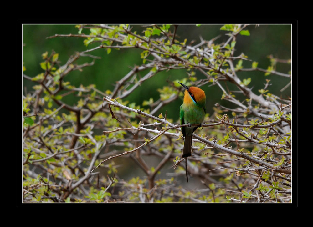 Böhms Bienenfresser, Merops boehmi, Tanzania
Der Böhmspint erreicht eine Körperlänge von 17 Zentimetern, sein Gewicht beträgt etwa 20 Gramm. Die Flügel, sowie Rücken und Bauch sind grünlich. Der Schwanz ist ebenso wie der Schnabel und der Augenstreif schwarz, die Kehle und die Stirn sind braun-rötlich. Die Iris und die Beine sind braun. Männchen und Weibchen sehen gleich aus.
Merops boehmi in der Roten Liste gefährdeter Arten der IUCN 2008. Eingestellt von: BirdLife International, 2004. Version vom 28. November 2007
Schlüsselwörter: Böhms Bienenfresser, Merops boehmi, Tanzania