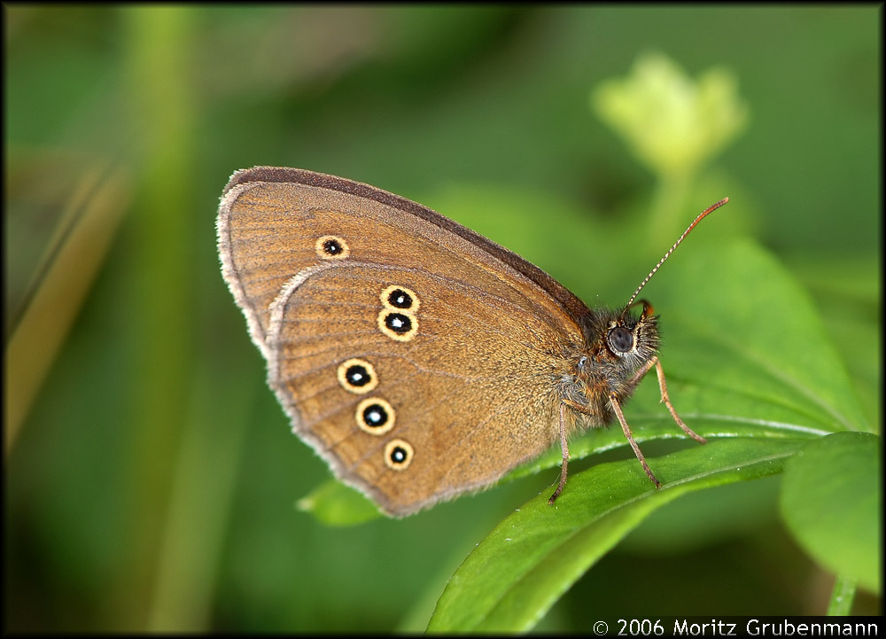 Brauner Waldvogel (Aphantopus hyperantus)
Waldrand, Lägern.
Schlüsselwörter: Brauner Waldvogel,