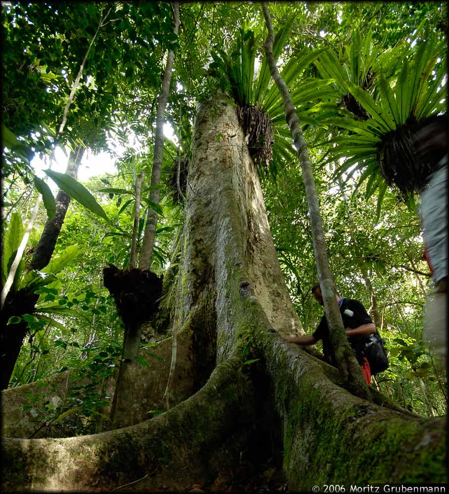 Ficus mit Brettwurzeln & Vogelnestfarn
Vogelnestfarn (Asplenium nidus) epiphytisch auf Ficus in den Montagne d'Ambre
Schlüsselwörter: Ficus sp., Montagne d'Ambre, Vogelnestfarn