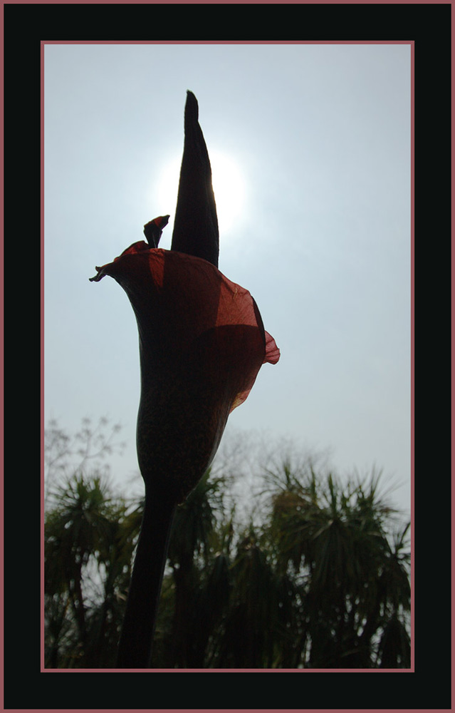 Amorphophallus
Ein nach toter Maus riechender Luftstrom führte uns zu einem alten Treibhaus auf  der Insel Brissago, wo in einer Ecke ein Amorphophallus mit ca 1,20 langem Blütenstand vor sich hin stank.
Schlüsselwörter: Brissago, Amorphophallus