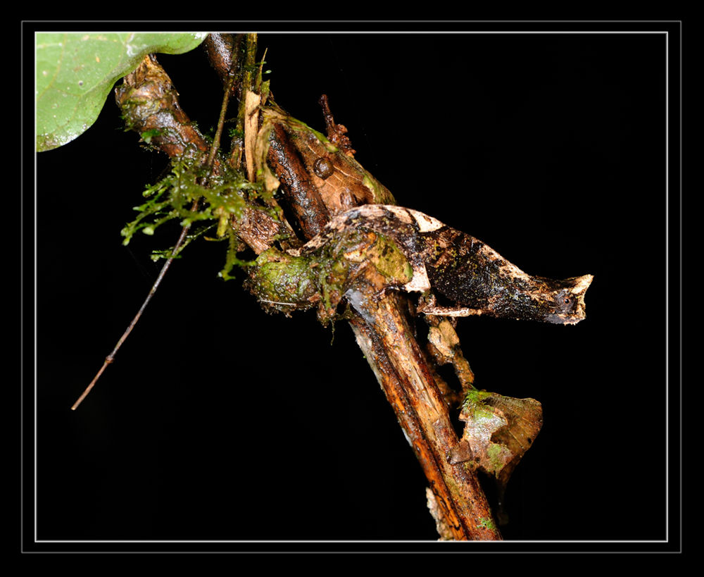 Brookesia superciliaris (Kuhl 1820)
Ein Erdchamaeleon das im Osten Madagaskars häufig gefunden werden kann.
Schlüsselwörter: Brookesia superciliaris, Madagaskar, Ranomafana, Madagascar