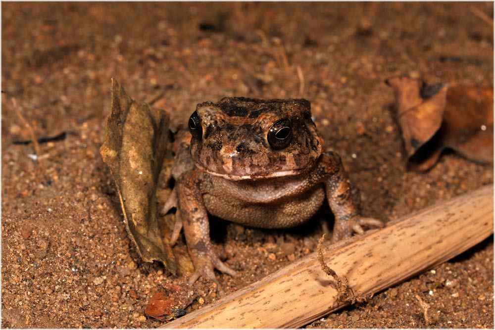 Kröte, Selous
Schlüsselwörter: Kröte, Selous, Tanzania