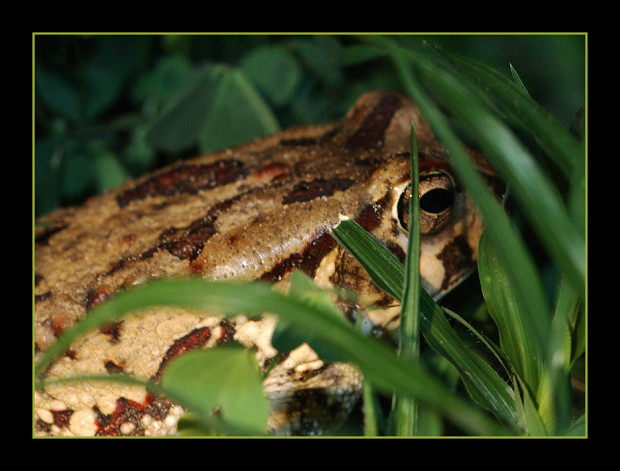 Western Olive Toad (westliche Oliv-Kröte)
Schlüsselwörter: Bufo rangeri, Rundu, Namibia, Oliv-Kröte