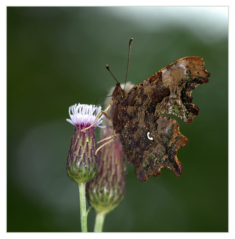 C-Falter (Polygonia c-album)
Deutlich ist die C- förmige Zeichnung auf der Flügelunterseite zu sehen
Schlüsselwörter: C-Falter, Polygonia c-album