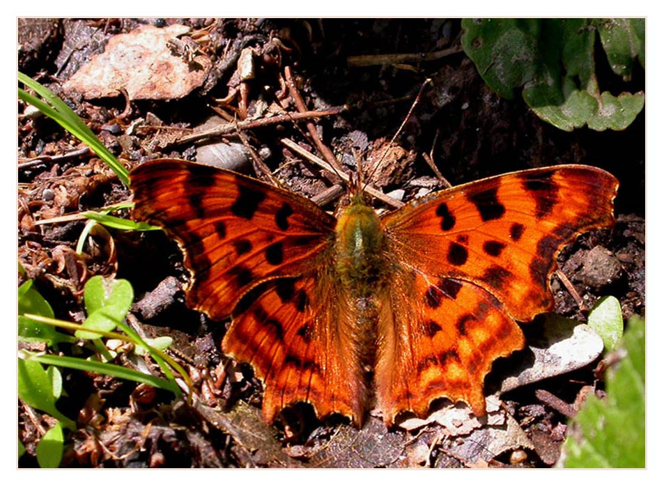 C-Falter (Polygonia c-album)
C- Falter, kommen in ganz Europa, Nordafrika und östlich bis Japan vor. Falter überwintern und legen im Frühling Eier an blühende Weidenkätzchen. Der Name C-Falter komt von der C-Zeichnung auf der Unterseite der Flügel
Schlüsselwörter: C-Falter, Polygonia c-album