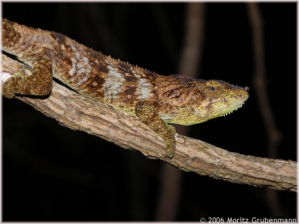 Calumma amber (ex Calumma brevicorne)
Raxworthy & Nussbaum haben 2006 in der Zeitschrift (der American Society of Ichthyologist and Herpetologists) COPEIA, 2006 (4) pp 711-734: eine Revision der Art und Gattung Calumma brevicorne veröffentlicht.
"Six New Species of Occipital-Lobed Calumma Chameleons (Squamata: Chamaeleonidae) from Montane Regions of Madgascar, with a New Description and Revision of Calumma brevicorne".
Das bisher als Calumma brevicorne der Montage d'Ambre bezeichnete Chamaelon heisst nun Calumma amber.
Amber heisst goldfarben.
Schlüsselwörter: Calumma amber, Montagne d'Ambre, Chamaeleon, Madagaskar, Nordmadagaskar, Calumma brevicorne