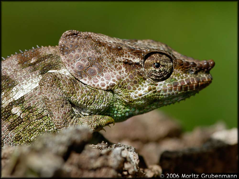 Calumma amber
Wahrscheinlich ein junges Männchen, am Tage fotografiert.
Schlüsselwörter: Calumma amber, Nordmadagaskar, Madagaskar, Calumma brevicorne, Montagne d'Ambre