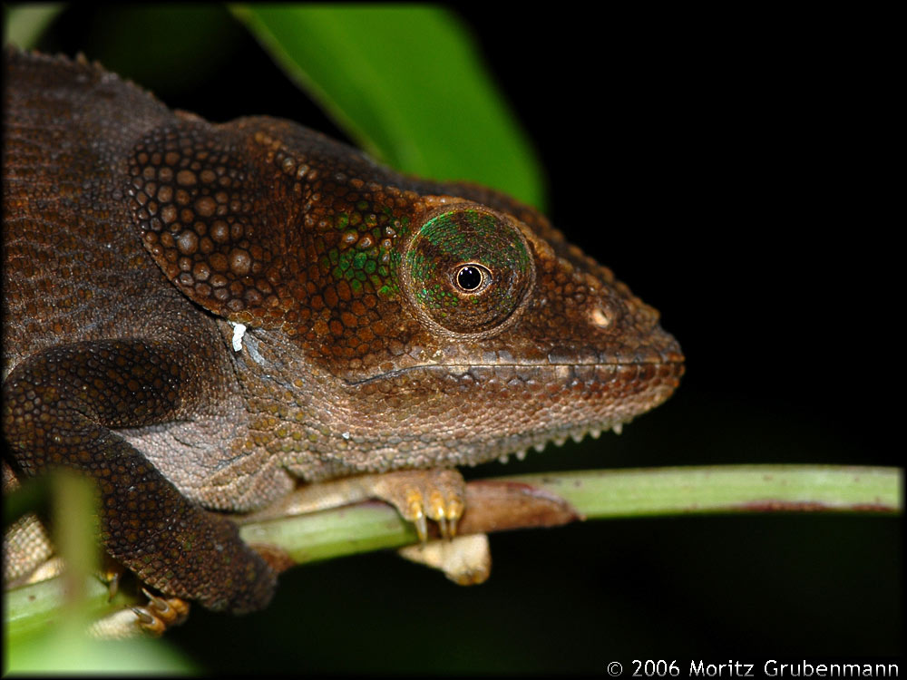 Calumma amber bei Nacht
ein schlafendes Chamaeleon hat meist eine dunkle braunschwarze Färbung.
Schlüsselwörter: Calumma amber, Nordmadagaskar, Madagaskar, Calumma brevicorne, Montagne d'Ambre