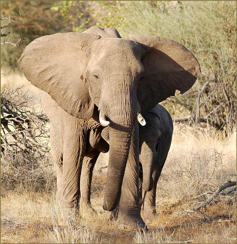 Wüstenelefanten
Im Nordwesten Namibias liegt das Damaraland. Dort leben noch einige Elefanten, welche als Wüstenelefanten bezeichnet werden. Sie sollen etwas kleiner und damit "leichter" sein, dafür besitzen sie längere Beine, um grössere Distanzen zurücklegen zu können.
Schlüsselwörter: Wüstenelefanten