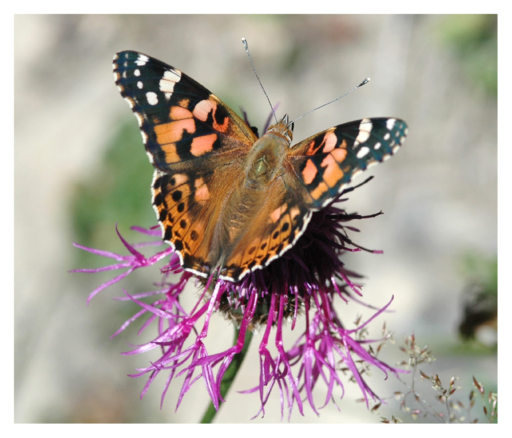 Distelfalter (Cynthia cardui)
Mit Ausnahme von Südamerika ist der Distelfalter weltweit anzutreffen. Er kommt als Wanderfalter im Frühling aus dem warmen Süden eingeflogen.
Im südlichen Afrika in Namibia, Südafrika, Botswana und Malawi mehrfach gesehen. (Dort als Painted-Lady bezeichnet)  
Schlüsselwörter: Distelfalter, Cynthia cardui