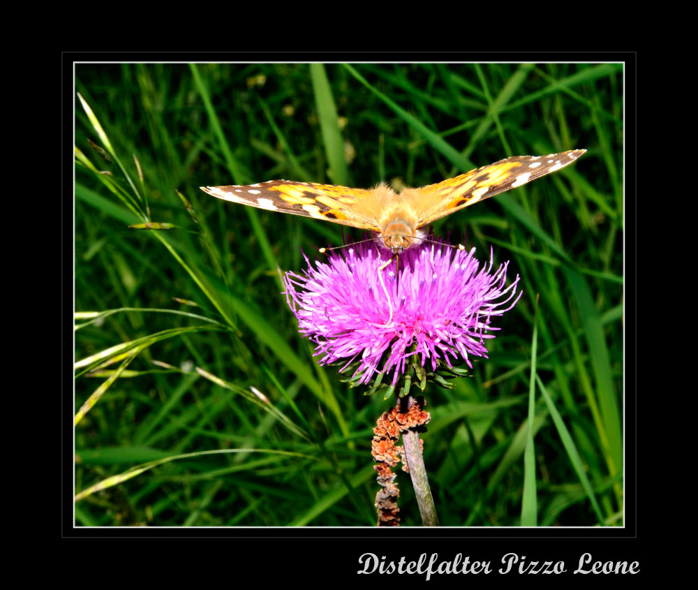 Distelfalter, Pizzo Leone, Tessin
Saugender Distelfalter. Diese Schmetterlinge sind im Juni 2009 in grosser Zahl auf fast allen Höhenstufen anzutreffen. 
Schlüsselwörter: Distelfalter, Tessin, Pizzo Leone,