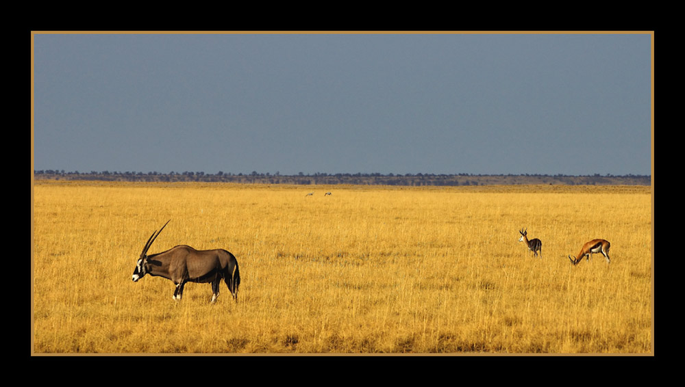 Oryx mit Springböcken
Schlüsselwörter: Etoscha, Namibia, Oryx, Springböcke