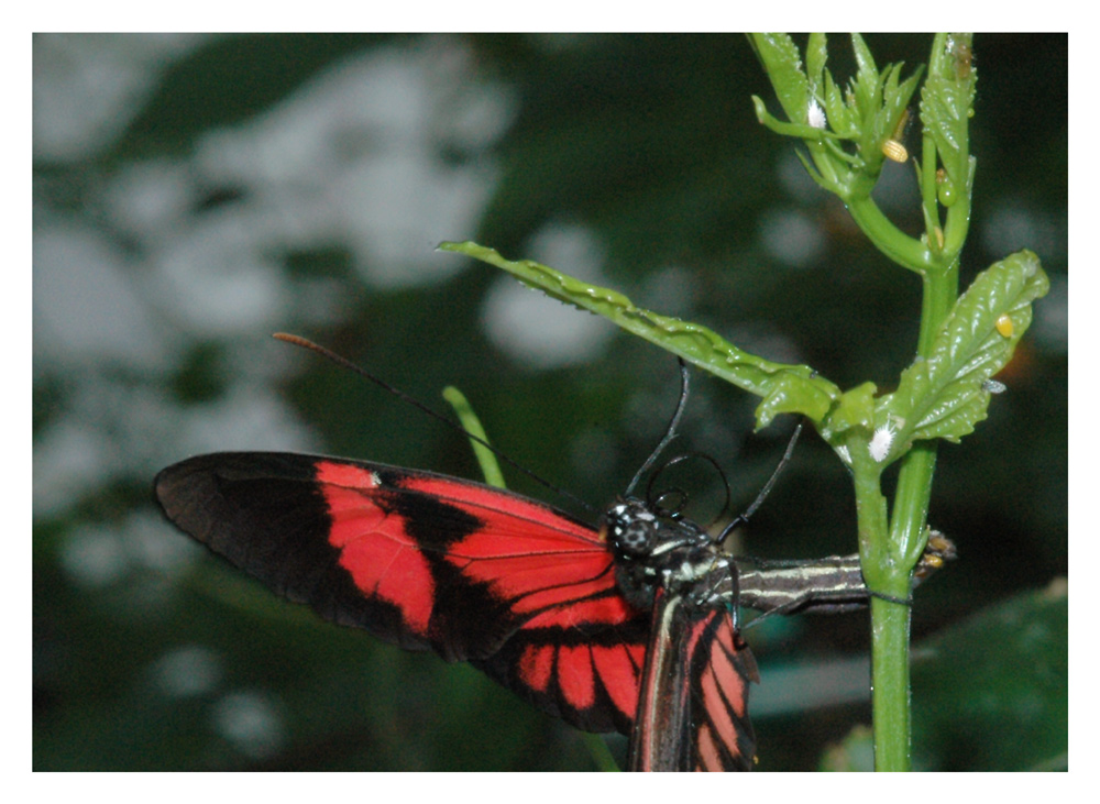 Heliconiidae (Tagfalter) eierlegend.
Neben weissen Schmierläusen, kleben kleine, gelbe Tönnchen an den grünen Pflanzenstengel. Diese gelben Tönnchen sind die Schmetterlingseier. 
Schlüsselwörter: Mainau, Schmetterlinge, Tagflater, Heliconiidae, Schmetterlingseier