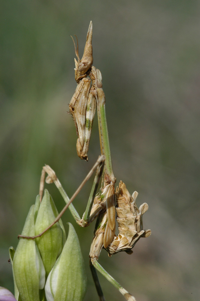 Empusa pennata
seitliche Ansicht
Schlüsselwörter: Gottesanbeterin, Empusa