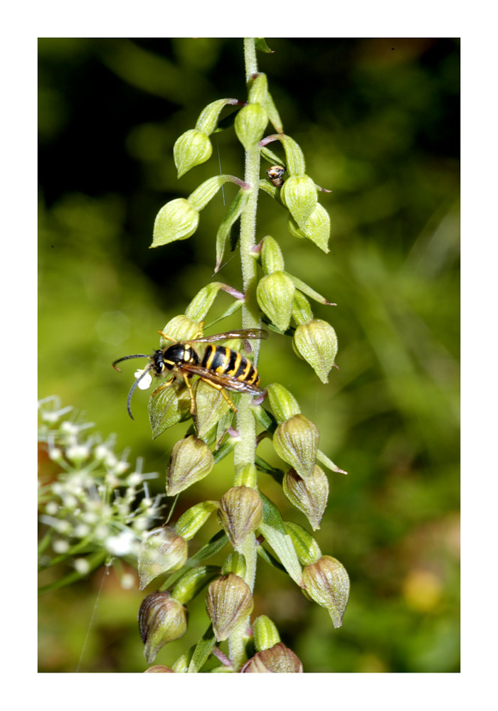 Epipactis und Wespe
Schlüsselwörter: Epipactis, Wespe