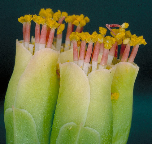 männliche Blütenstände von E. viguieri var capuroniana
Nach der weiblichen Blüte kommen die männlichen Blütenständen zur Reife.
Der goldgelbe Pollen ("männliche Samen") besteht aus kleinen Kugeln die durch die Bestäuber auf die weiblichen Blütenstande übertragen werden müssen.
Schlüsselwörter: Euphorbia viguieri var. capuroniana, männliche Blüte, Cyathium, Pollen