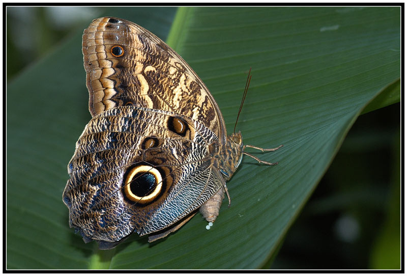 Eierlegende Eule (Brassolidae; Caligo)
Es sind vorwiegend Waldbewohner und Dämmerungsflieger. Ihre Eier deponieren sie gerne auf Bananen-Gewächsen. In Bananenpflanzungen in Südamerika können sie als Schädlinge auftreten.
Schlüsselwörter: Eulen, Brassolidae, eierlegend