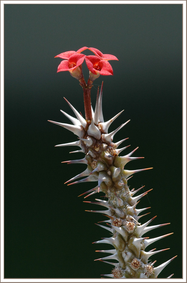 Hybride von Euphorbia rossii und Euphorbia gottlebei
Eine Kreuzung von zwei Christ-Dorn-Euphorbien. Nach der Blüte schieben sich aus den gestauchten Kurztrieben, drei bis vier Zentimeter lange sichelförmige hellgrüne Blätter.
Schlüsselwörter: Kreuzung, euphorbia, euphorbien, rossi, gottlebei