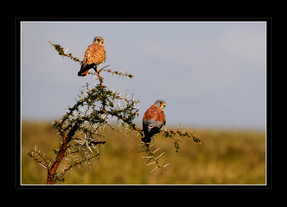 Falken
Schlüsselwörter: Falken, Lewa, Kenia