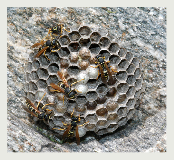 Feldwespen auf Granit
Polistes gallicus baut Nester mit wenigen Waben die mit einem kurzen Stiel an der Unterlage befestigt werden. Im herbst entstehen Königinnen und Männchen, nur die befruchteten Königinnen können überwintern, alle anderen Individuuen sterben ab. Im Frühjahr beginnt die Königin mit dem Nestbau und der Kreislauf beginnt von vorne 
Schlüsselwörter: Feldwespe, Polistes gallicus