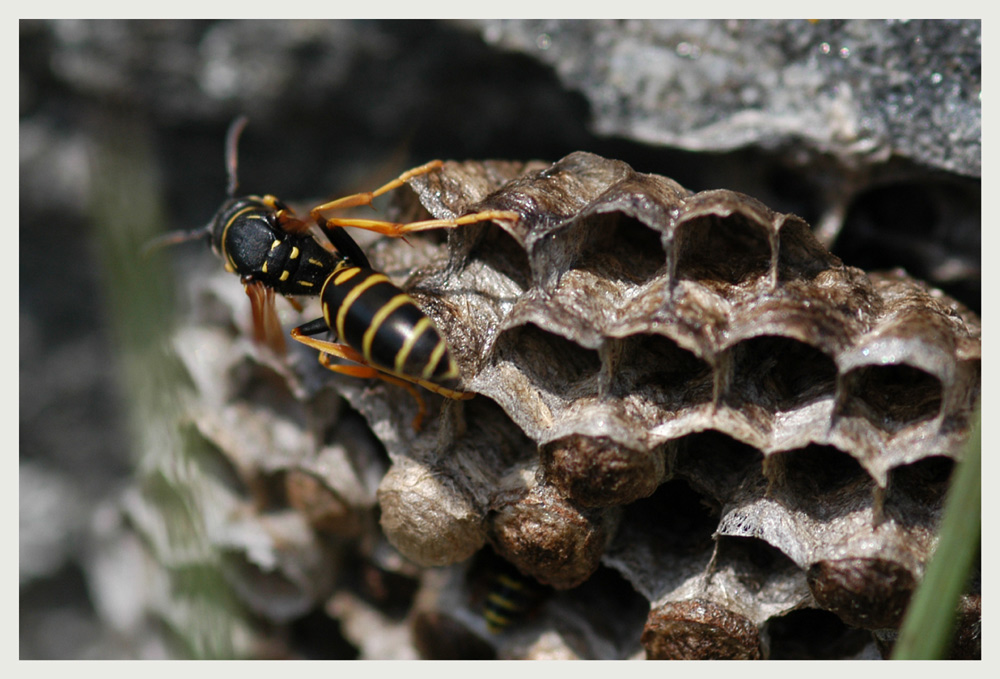 flirrende Flügel
Wenn die Sommerhitze die Larven abtöten könnte, sitzen die Feldwespen auf ihren Waben und fächern mit rasendem Flügelschlag kühlere Luft über die Waben.
Schlüsselwörter: Feldwespen, Flügelschlag