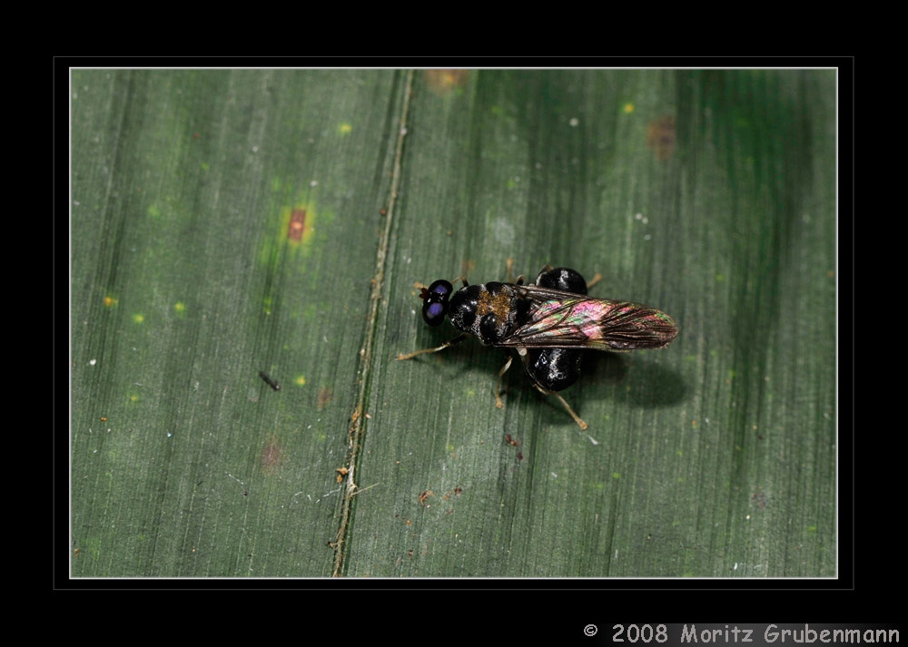 Fliege Udzungwa Mountain's
Schlüsselwörter: Fliege, Udzungwa, Tanzania