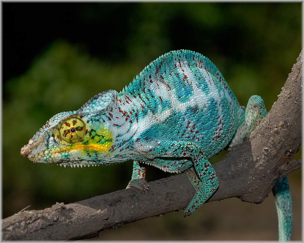 Das Pantherchamäleon von Nosy Bé (Furcifer pardalis)
Das Pantherchamnäleon gilt als Kulturfolger und wird deshalb in der Nähe von menschlichen Siedlungen gefunden. In Hotelgärten, am Rande von Feldern in Hecken und Büschen.
Es gibt verschiedene Farbvarianten.
Schlüsselwörter: Furcifer pardalis, Pantherchamäleon, Nosy Bé, Madagaskar, Madagascar
