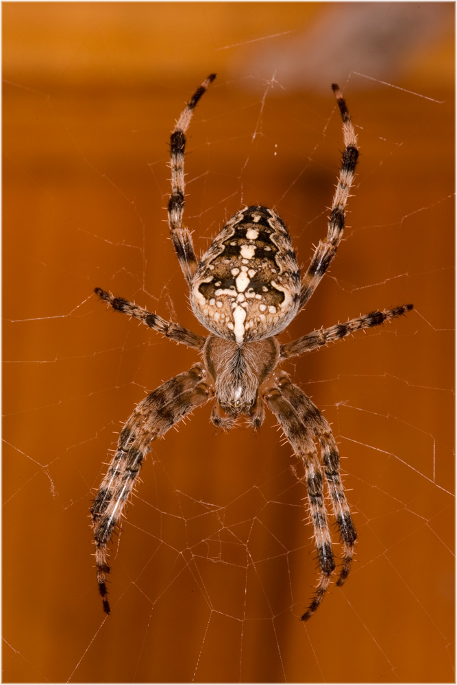 Gartenkreuzspinne Araneus diadematus
Schlüsselwörter: Gartenkreuzspinne Araneus diadematus, Benken, St. Gallen