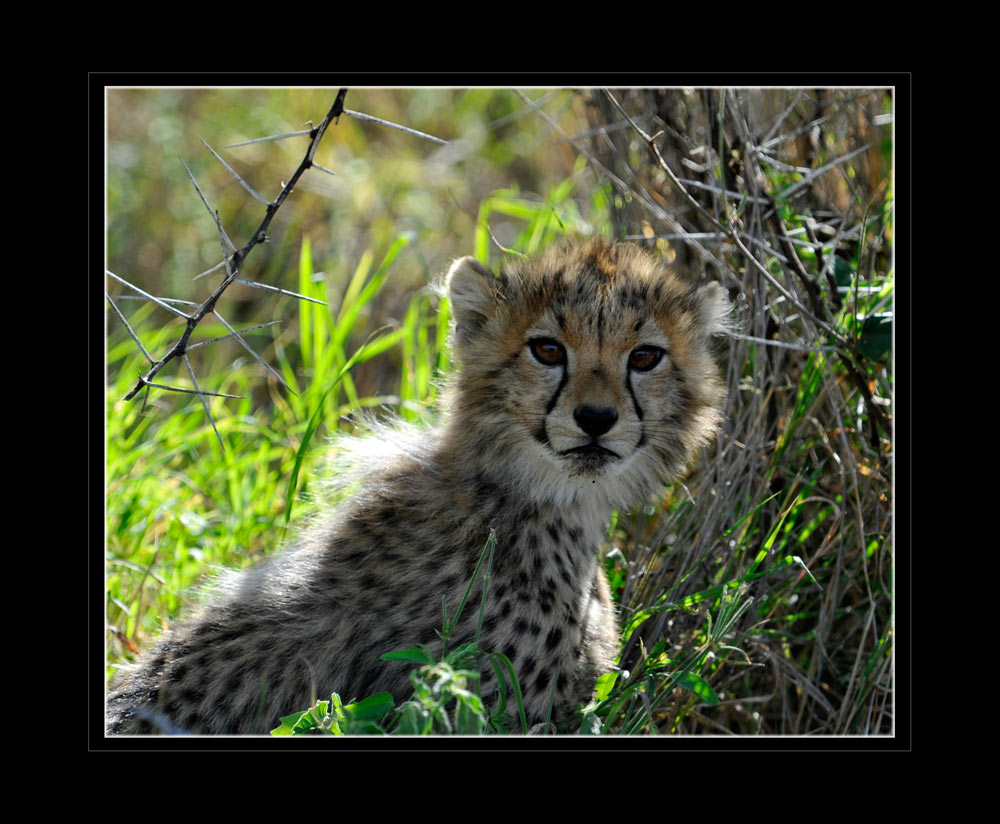 Gepard (Acinonyx jubatus)
Schlüsselwörter: Gepard (Acinonyx jubatus), Kenia, Lewa